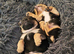Two beautiful jack cross French pups