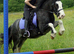 12.2hh Blagdon Gypsy Cob Gelding, 9yrs