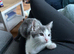 Kitten male