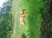Bull herder - ready 1st nov (2 puppies left)