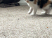 Calico girl