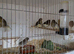 Gloster canaries for sale