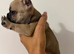 French bulldog puppies