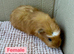 Young Guinea pigs