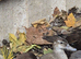 Ornamental Ducks