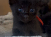 REFUCED Long hair kittens