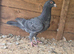 Pigeons