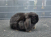 Mini lops
