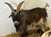 For Sale or Rent Proven Billy Goat Llanwrst