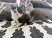 Mother Big Brother and little kittens