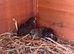 Chinese painted quail