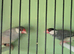 Java sparrow pair