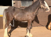 Black show cob