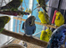 Budgies Glasgow