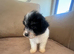 Toy poodle Puppies