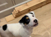 Jack Russell