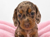 Miniature dachshund puppies