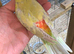 Baby redrumps parakeet s