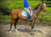 16.2/3hh bay gelding