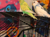 For sale male and female