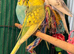 Young Budgies 8 to 10 Weeks Old Available Runcorn Area