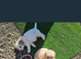 Cavapoochon Puppies