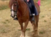 *** MOTHERS DREAM PONY ***