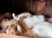 Lion head baby rabbit's