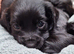 Beautiful Male Cocker Spaniel Puppy