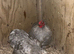 Pekin cockrel
