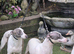 2 italian greyhound girls