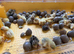 Day old quail chicks