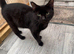 4 YEAR OLD FEMALE CAT