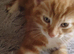 Ginger kitten
