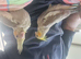 Young cockatiel