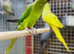 Ring neck parrot