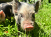 Male & female Kune Kune pigs available