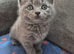 BLH X kittens for sale