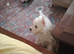 West highland terrier puppies boy