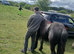 Stunning cob gelding