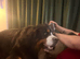 Female Bernese mountain dog