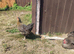Chicken for sale