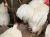 White pekin hatching eggs chicken bantam beautiful birds