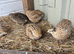 Coturnix quail mainly females