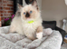 Beautiful Ragdoll Kittens Ready Now.