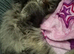 14 month male maine coon