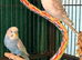 Two young budgies available Wa7 area