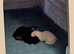 Maine coon kittens for rehoming mid june
