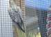 16 young aviary cockatiels pied pearl lutino and greys