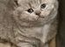 Cinnamon Male GCCF Pure Pedigree British Shorthair - Top Quality